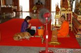  Na modlitby do budhistickych chramov vodia ludia aj svojich stvornohych milacikov