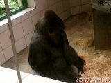  smutná gorila