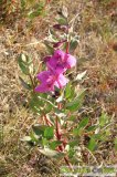  Arktická říční kráska (Epilobium Latifolium) - druh vrbovky rozšířen v Severní Americe. V Evropě jde o vzácnost, která roste ve vnitrozemí Islandu a v jižním Grónsku.