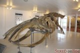  Vlastivedné muzeum, skelet veľryby veľkej