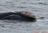  ballena franca (veľryba veľká)