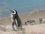  tučniak magalleanov