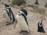  pinguiňo magalleanico