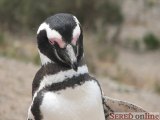  pinguiňo magalleanico