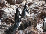  tučniaky Humboltove