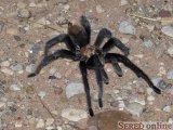  tarantule